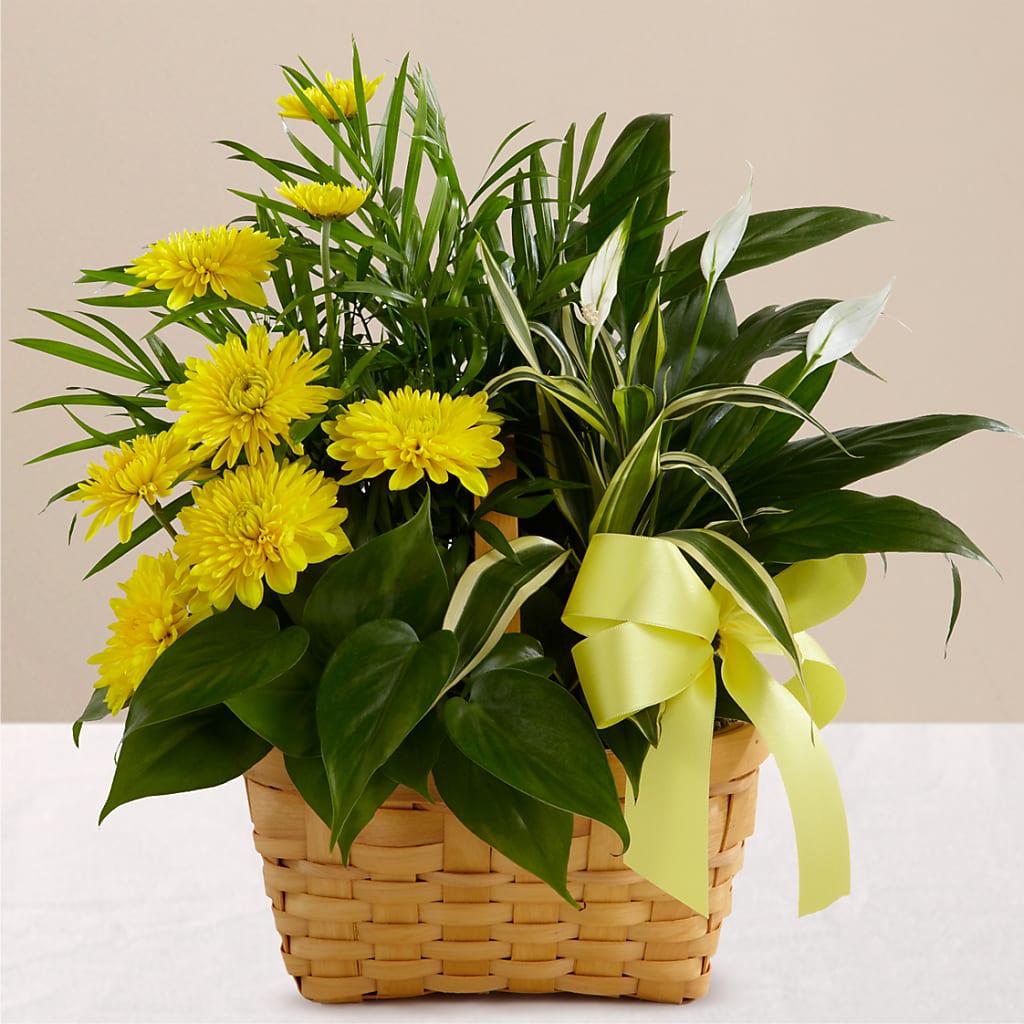 Loving Light Dishgarden – SHIRLEY'S FLOWERS & SWEETS, Nashua NH