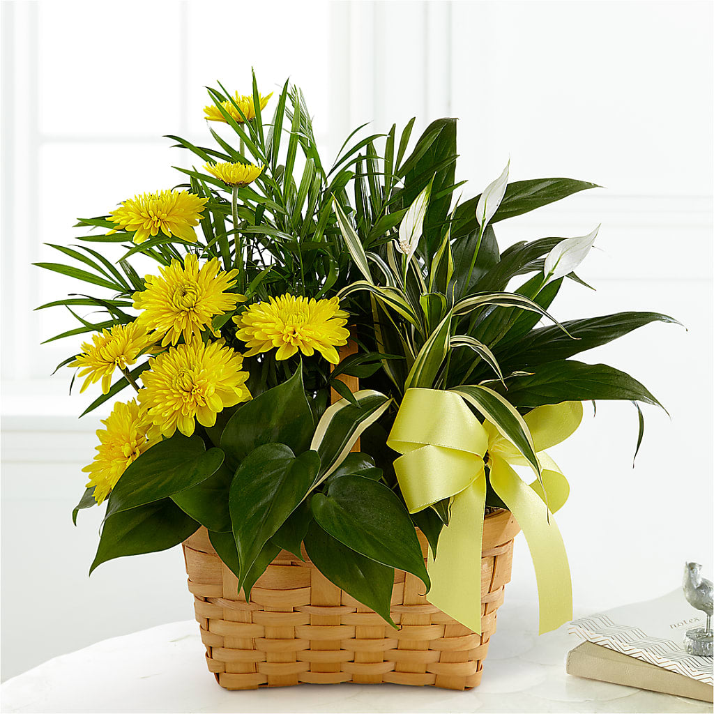 Loving Light Dishgarden – SHIRLEY'S FLOWERS & SWEETS, Nashua NH