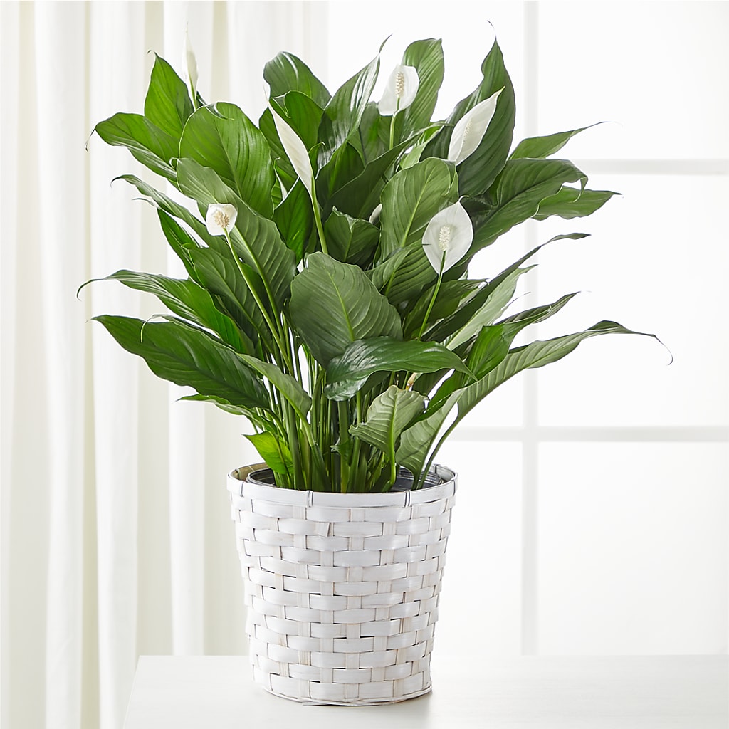 A New Leaf Peace Lily – SHIRLEY'S FLOWERS & SWEETS, Nashua NH