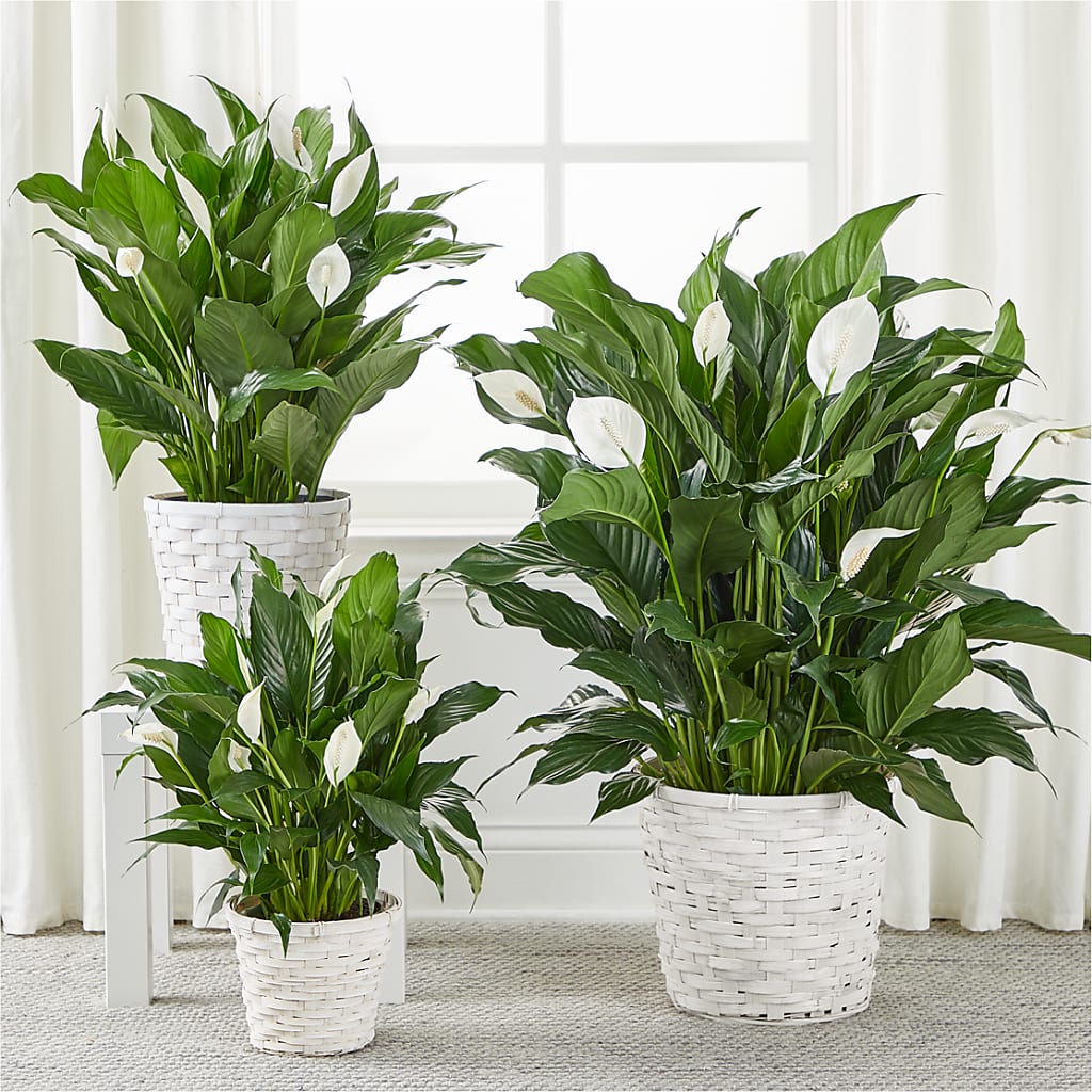A New Leaf Peace Lily – SHIRLEY'S FLOWERS & SWEETS, Nashua NH
