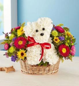 A-Dogable – SHIRLEY'S FLOWERS & SWEETS, Nashua NH
