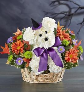 Witchy Pup – SHIRLEY'S FLOWERS & SWEETS, Nashua NH
