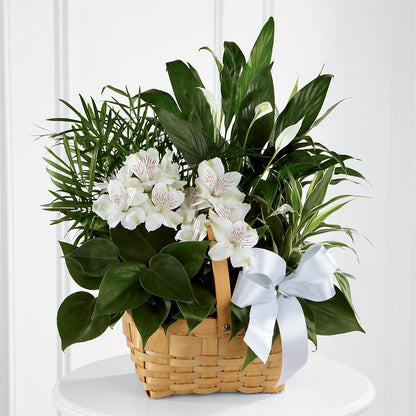 Peace & Serenity Dishgarden – SHIRLEY'S FLOWERS & SWEETS, Nashua NH
