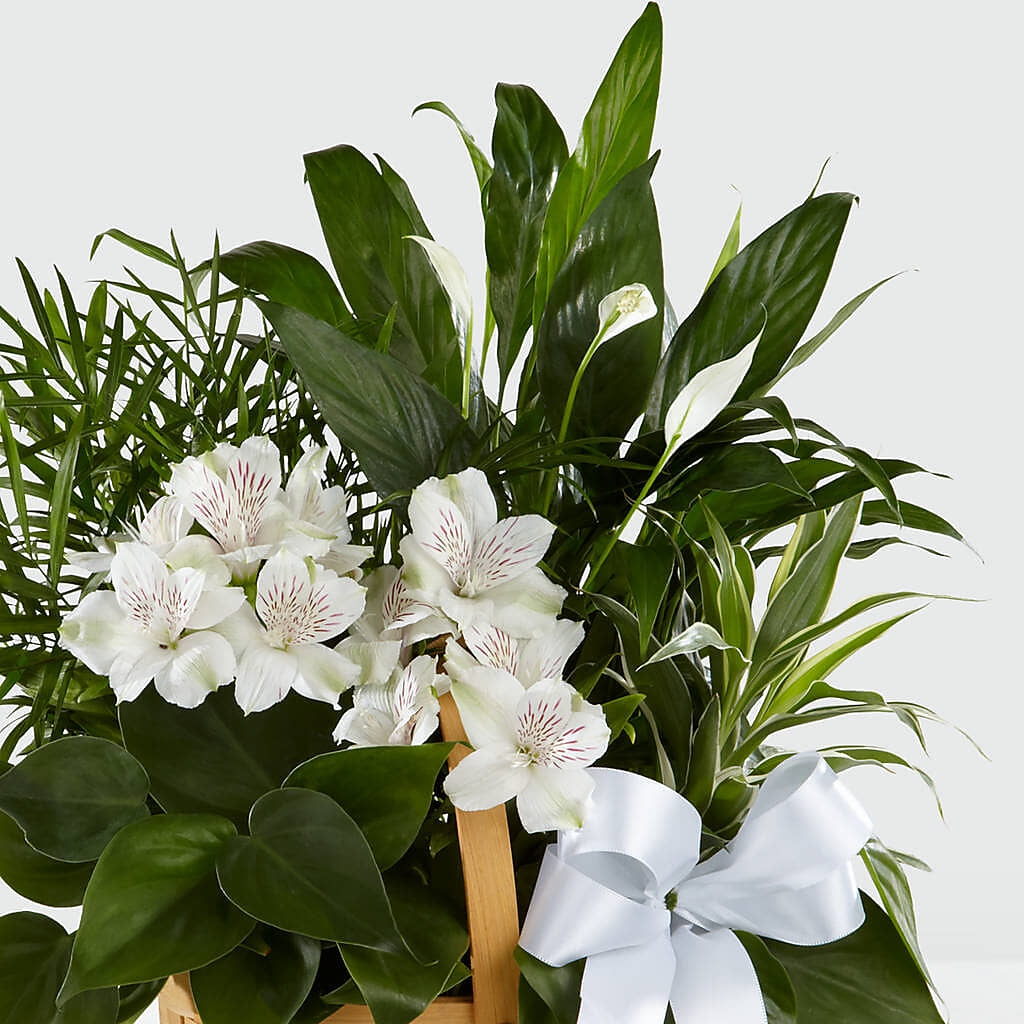 Peace & Serenity Dishgarden – SHIRLEY'S FLOWERS & SWEETS, Nashua NH