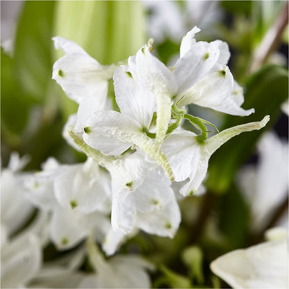 Classic Ivory – A Florist Original – SHIRLEY'S FLOWERS & SWEETS, Nashua NH