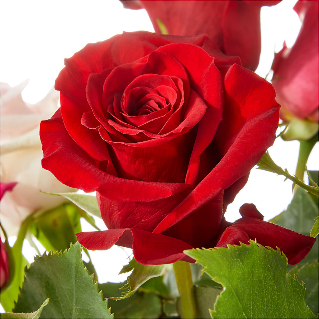 Love Notes Rose Bouquet – SHIRLEY'S FLOWERS & SWEETS, Nashua NH